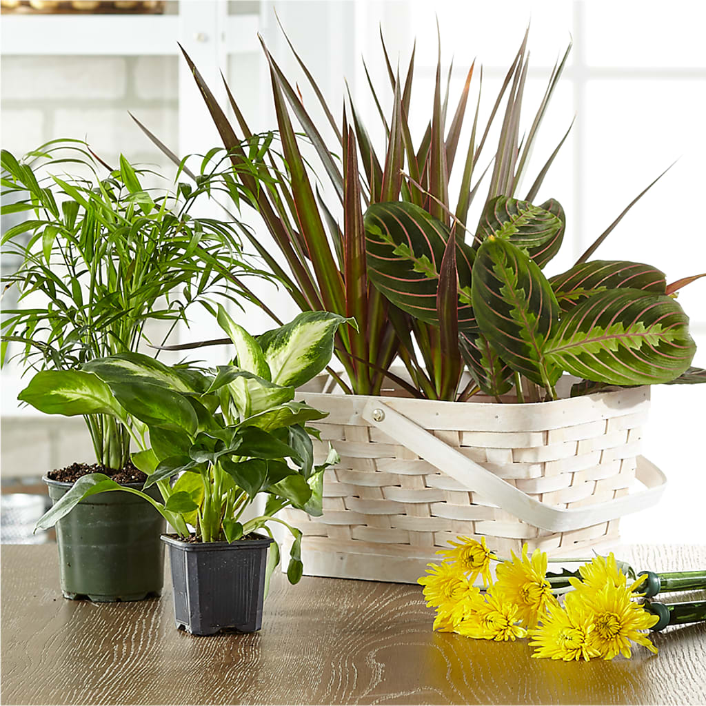 Florist Designed Blooming and Green Plants in a Basket – DANIELLE'S FLORIST, Rockaway Park NY