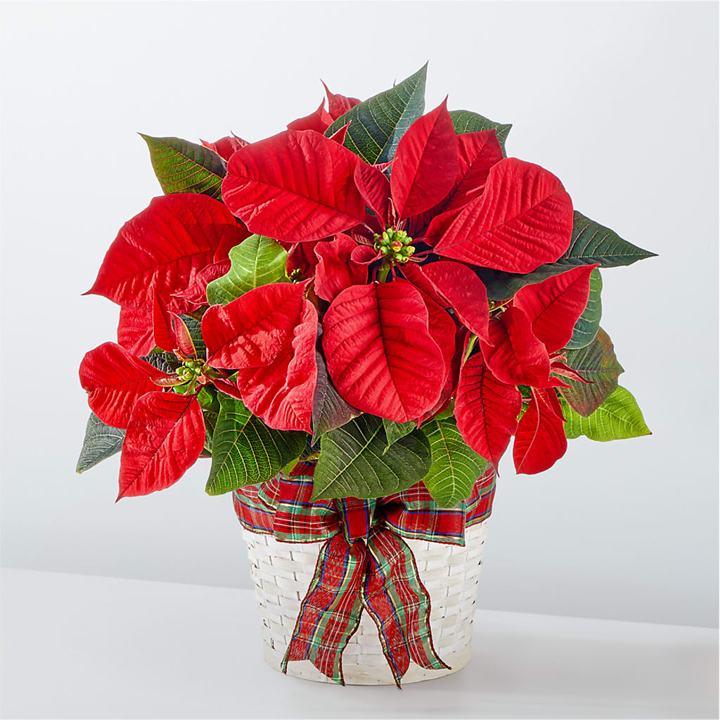 Happiest Holidays Poinsettia – DANIELLE'S FLORIST, Rockaway Park NY