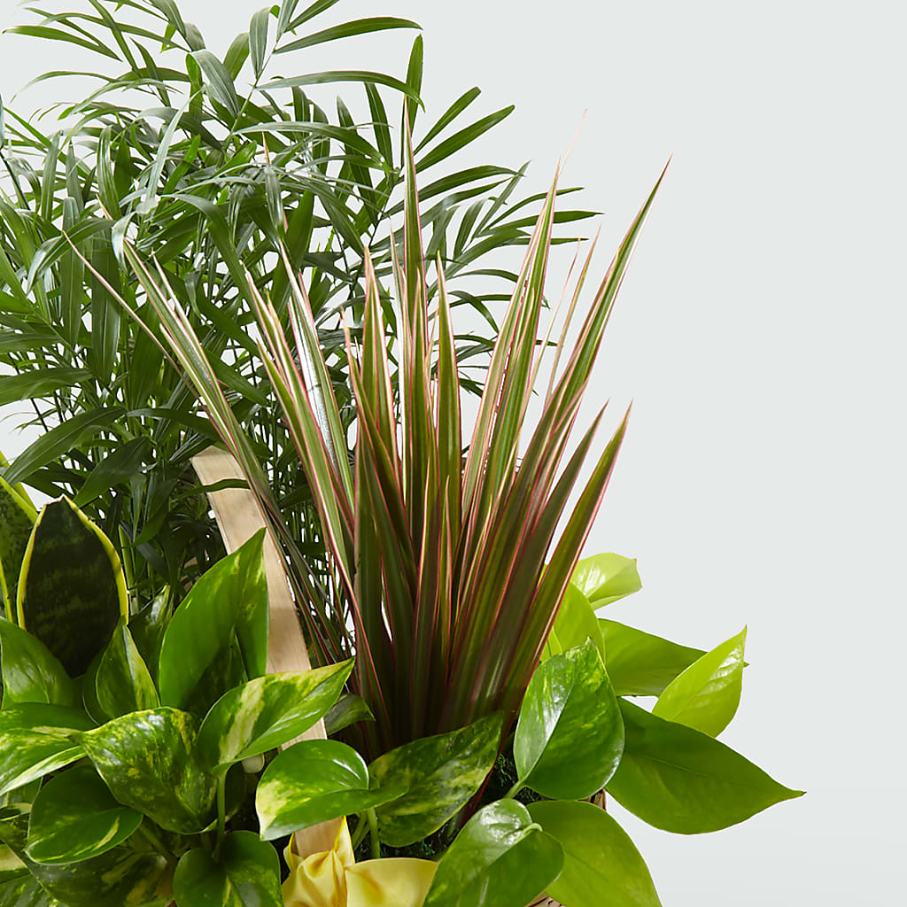 French Garden – DANIELLE'S FLORIST, Rockaway Park NY