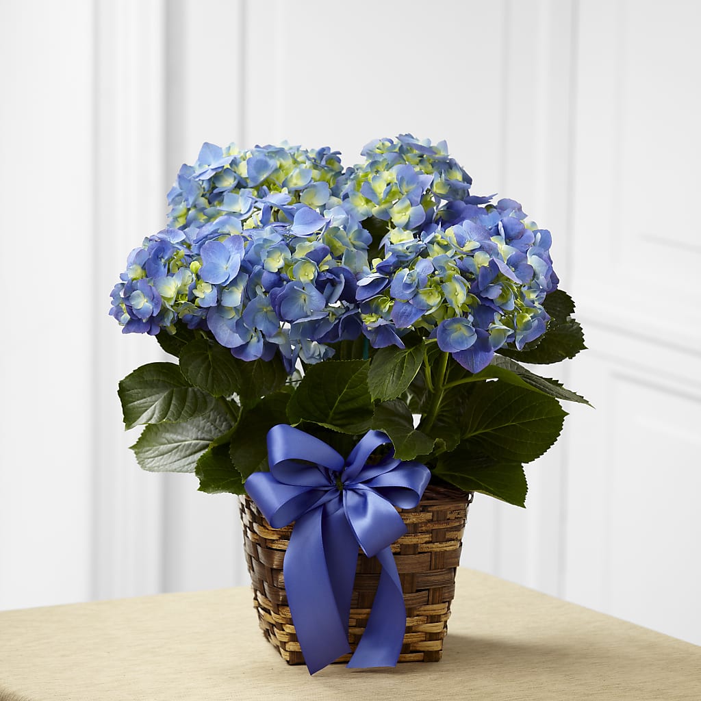 Blue Hydrangea Planter – DANIELLE'S FLORIST, Rockaway Park NY