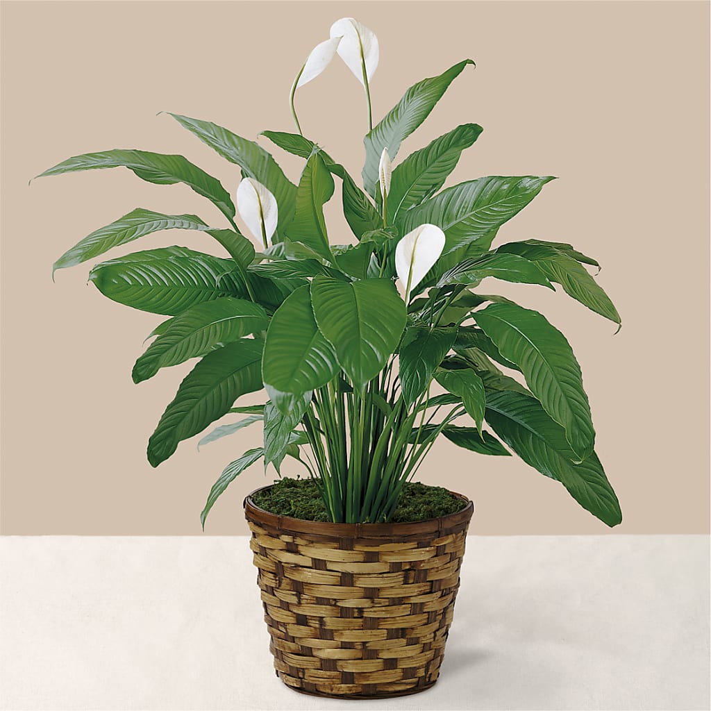 Tranquil Moments Peace Lily Plant – DANIELLE'S FLORIST, Rockaway Park NY