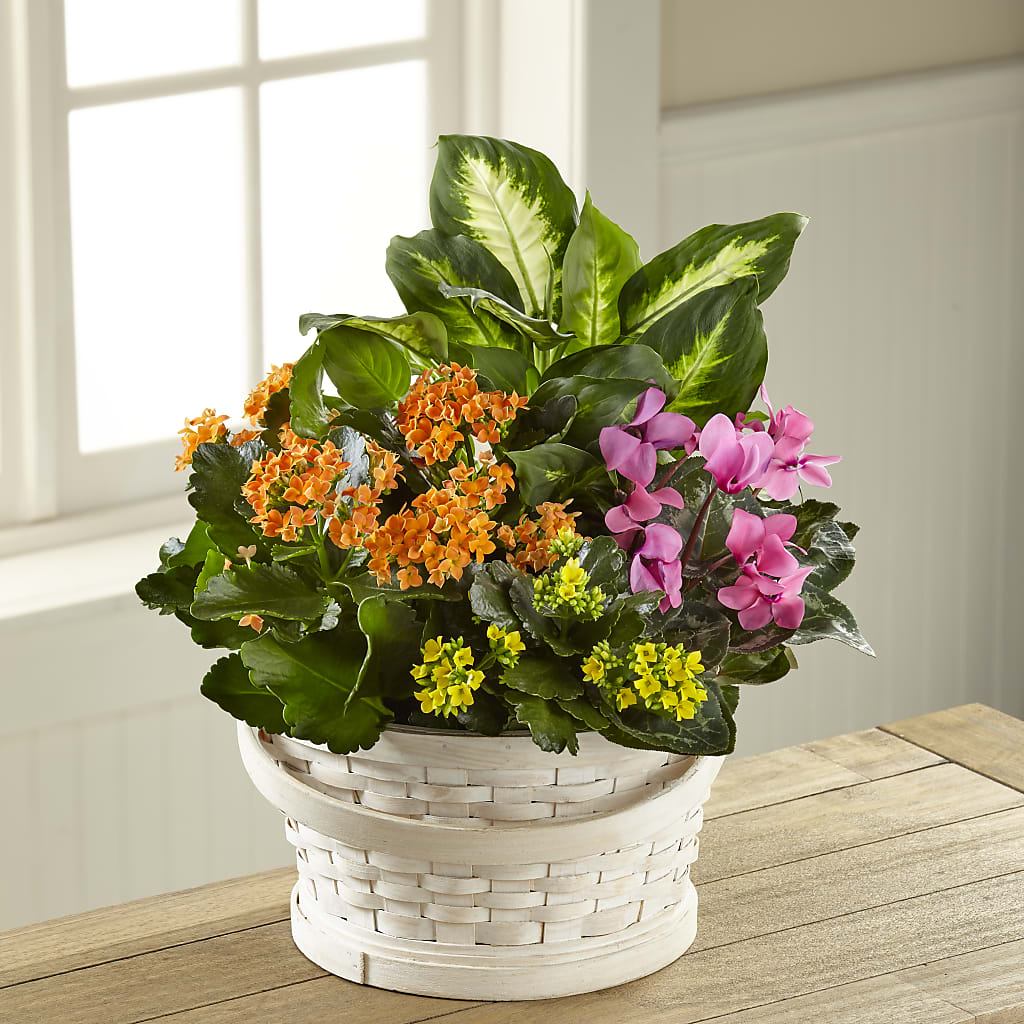 Color Crush Dishgarden – DANIELLE'S FLORIST, Rockaway Park NY