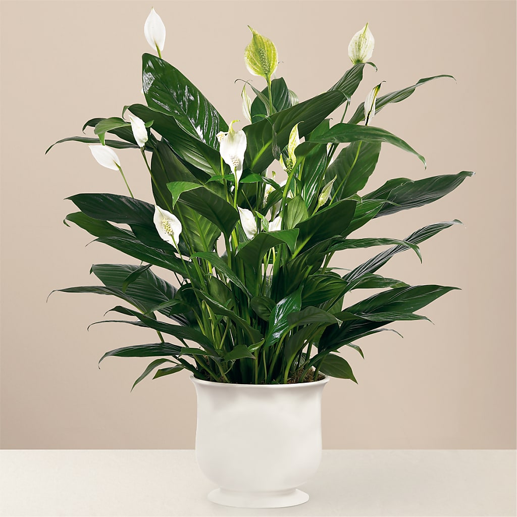 Comfort Planter – DANIELLE'S FLORIST, Rockaway Park NY
