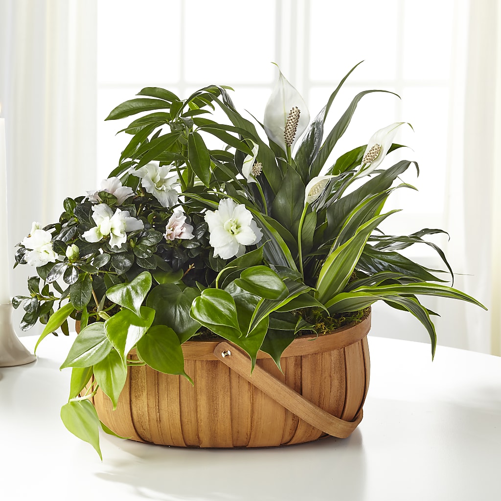 Serene Dishgarden – DANIELLE'S FLORIST, Rockaway Park NY