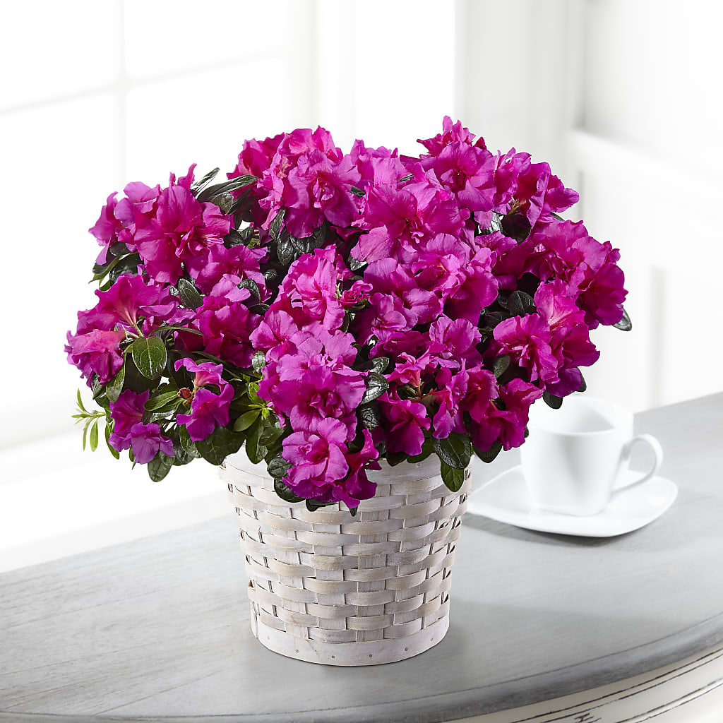 Hope & Serenity Azalea Plant – DANIELLE'S FLORIST, Rockaway Park NY