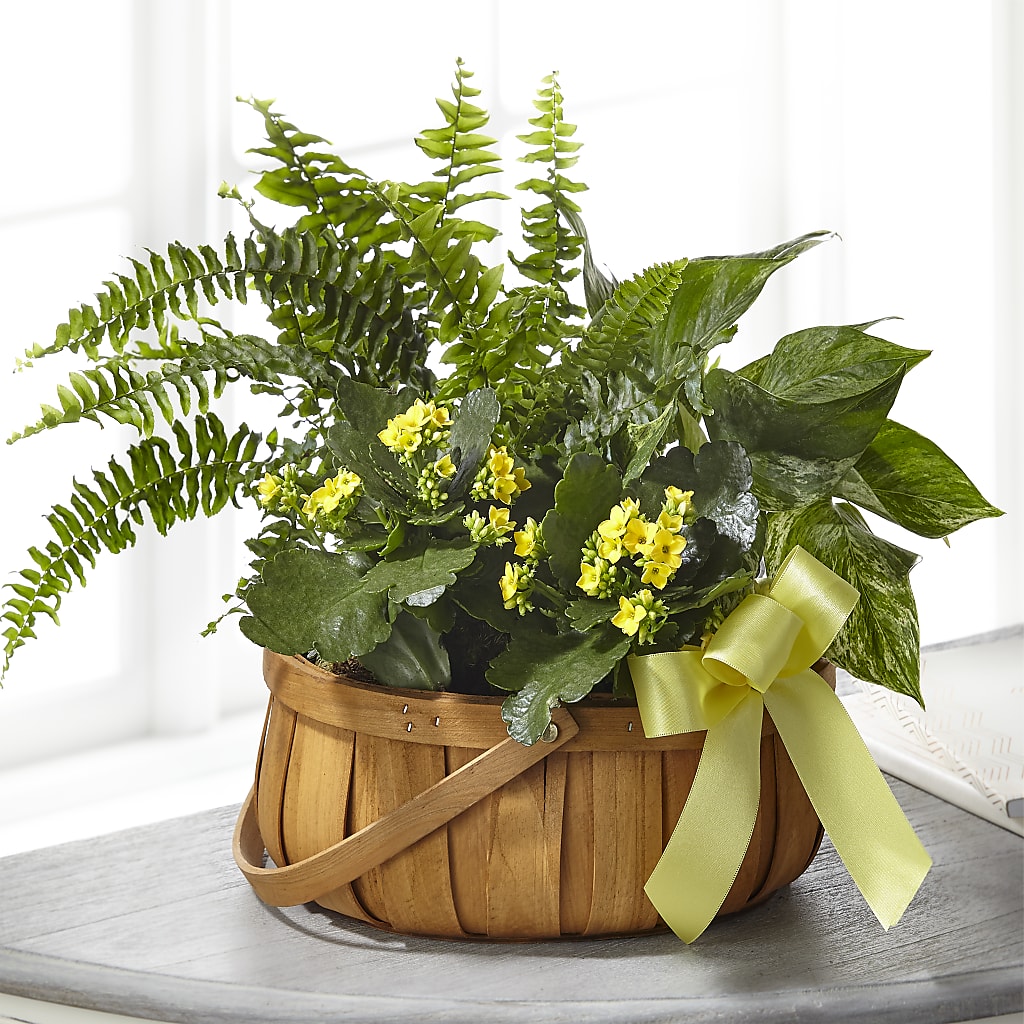 Always Dear Dishgarden – DANIELLE'S FLORIST, Rockaway Park NY