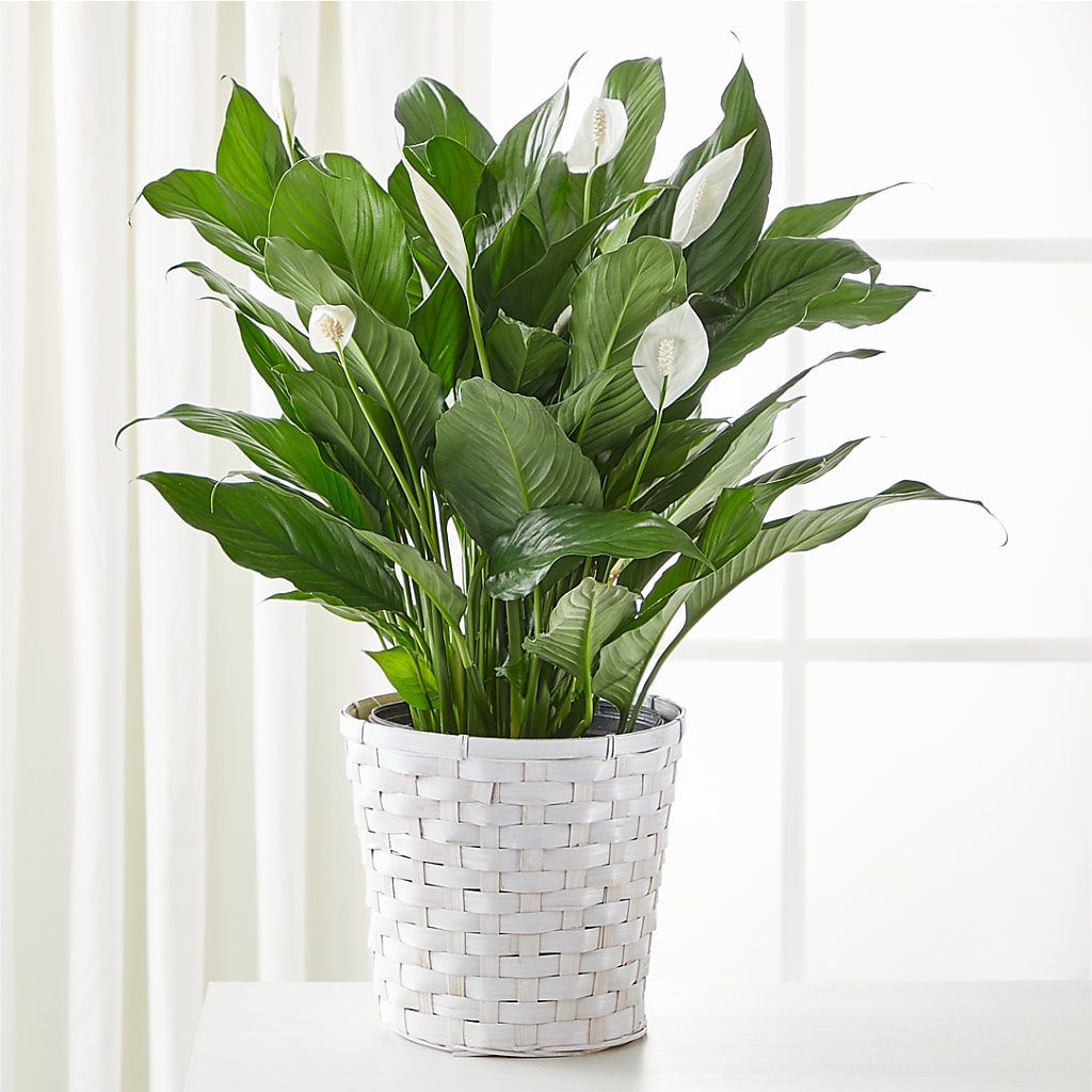 A New Leaf Peace Lily – DANIELLE'S FLORIST, Rockaway Park NY