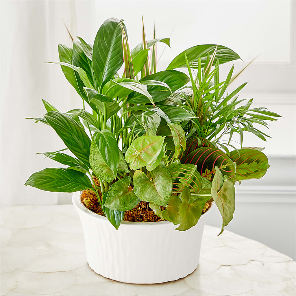 Balance & Harmony Dishgarden – DANIELLE'S FLORIST, Rockaway Park NY