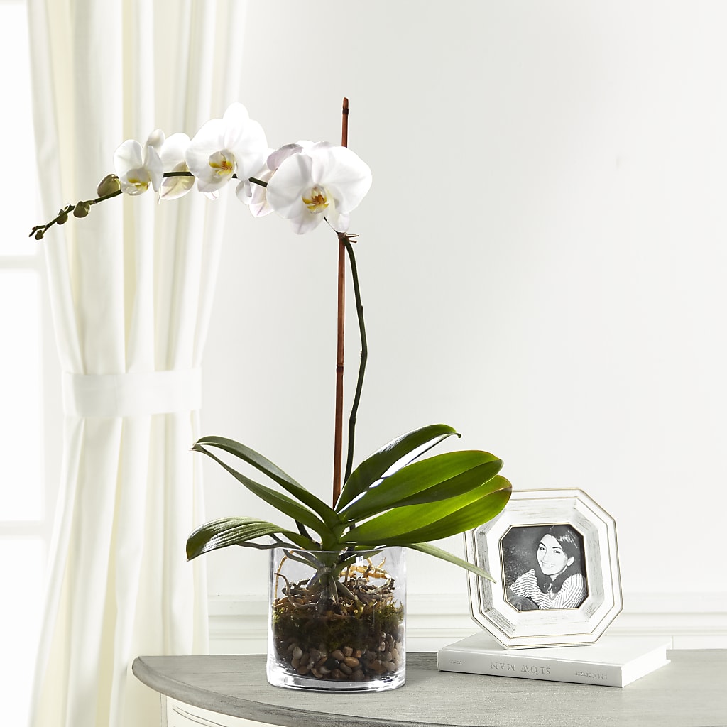 White Orchid Planter – DANIELLE'S FLORIST, Rockaway Park NY