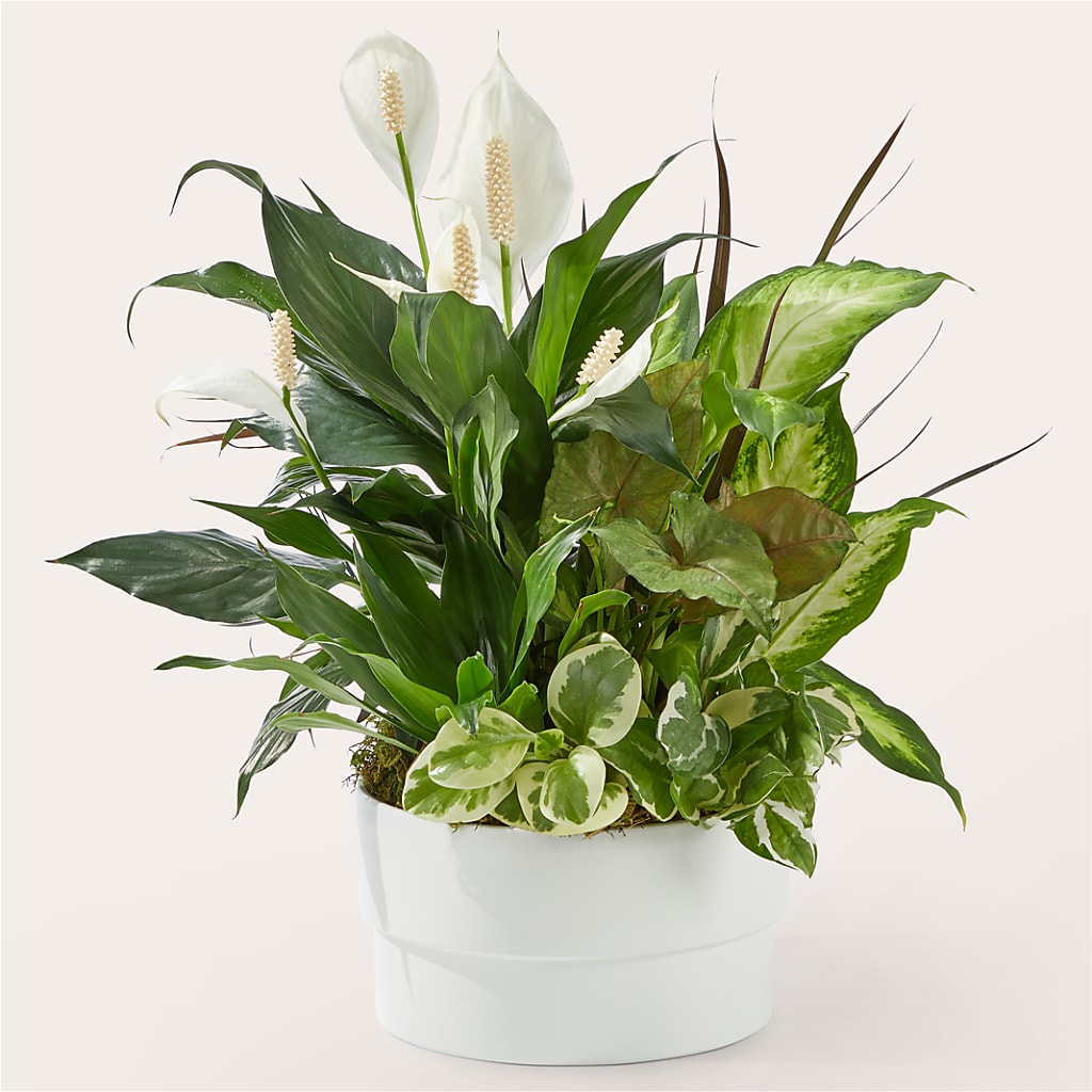 Radiating Positivity Dishgarden – DANIELLE'S FLORIST, Rockaway Park NY