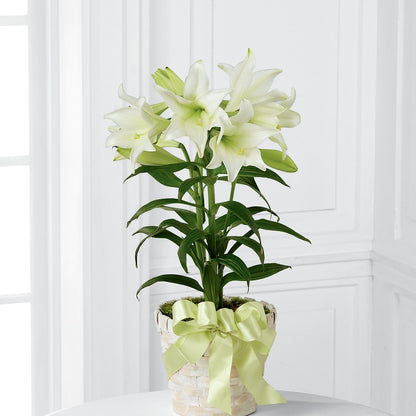 Easter Lily Plant – DANIELLE'S FLORIST, Rockaway Park NY