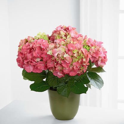 Pink Hydrangea Planter – DANIELLE'S FLORIST, Rockaway Park NY