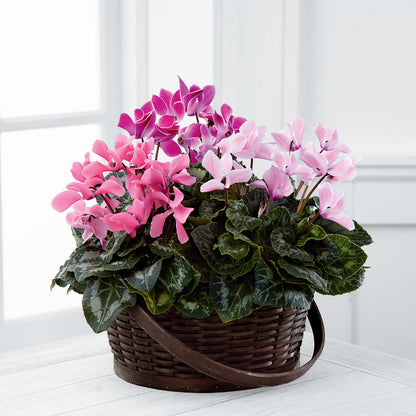 Mixed Cyclamen Planter – DANIELLE'S FLORIST, Rockaway Park NY