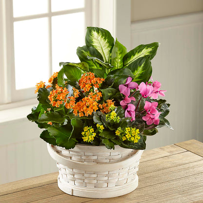 Color Crush Dishgarden – DANIELLE'S FLORIST, Rockaway Park NY