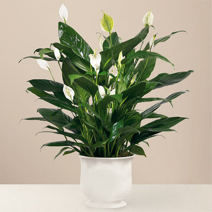 Comfort Planter – DANIELLE'S FLORIST, Rockaway Park NY