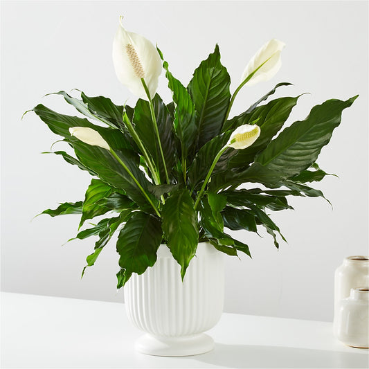 Comfort Planter – DANIELLE'S FLORIST, Rockaway Park NY