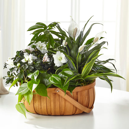 Serene Dishgarden – DANIELLE'S FLORIST, Rockaway Park NY