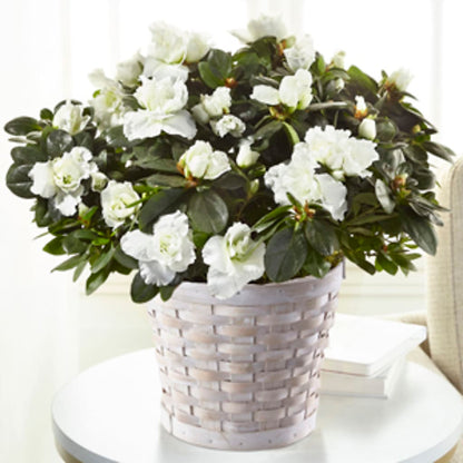 White Azalea Plant – DANIELLE'S FLORIST, Rockaway Park NY