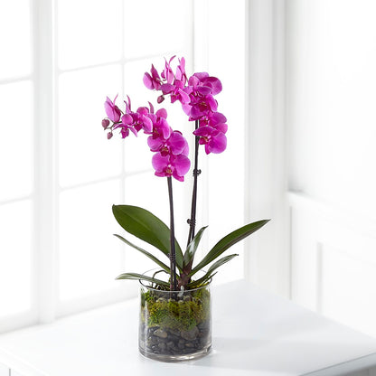 Pink Orchid Plant – DANIELLE'S FLORIST, Rockaway Park NY