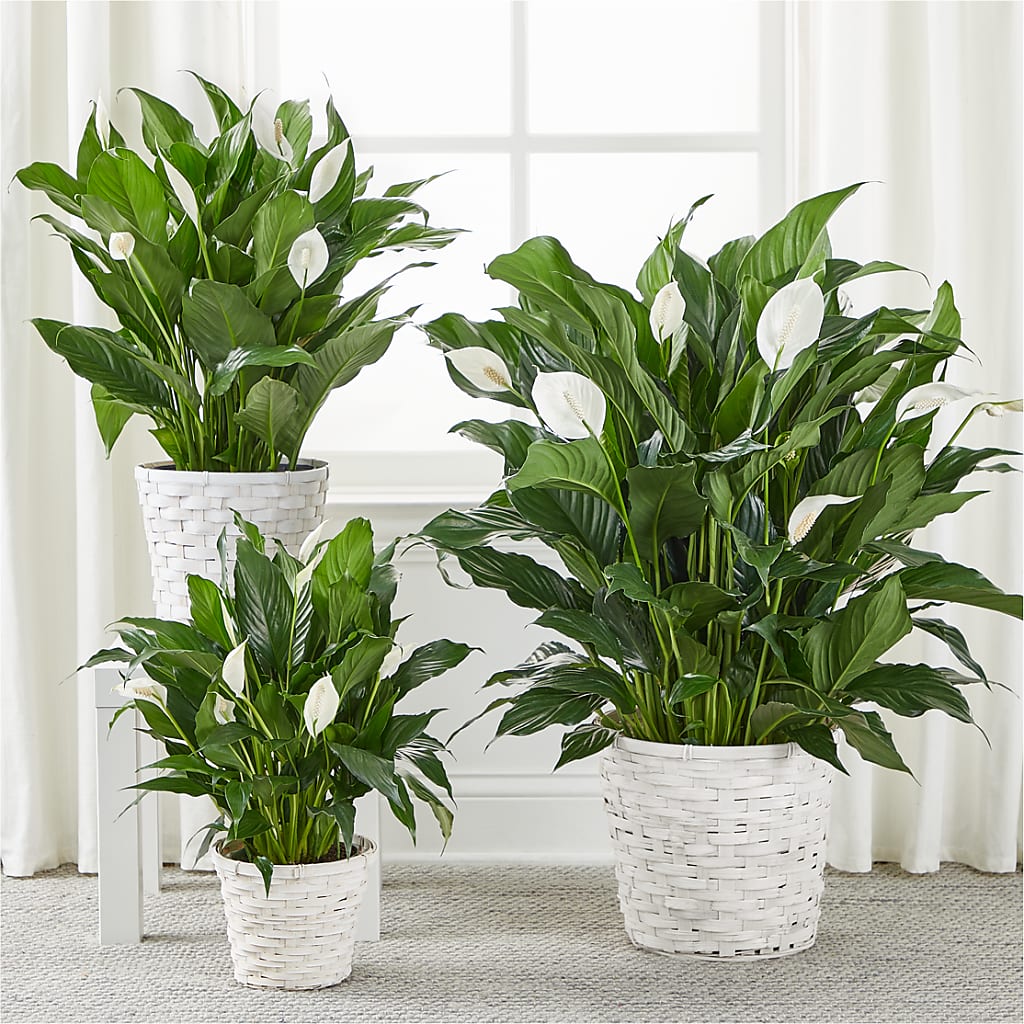 A New Leaf Peace Lily – DANIELLE'S FLORIST, Rockaway Park NY
