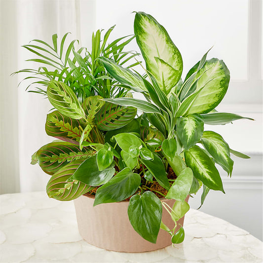 Balance & Harmony Dishgarden – DANIELLE'S FLORIST, Rockaway Park NY