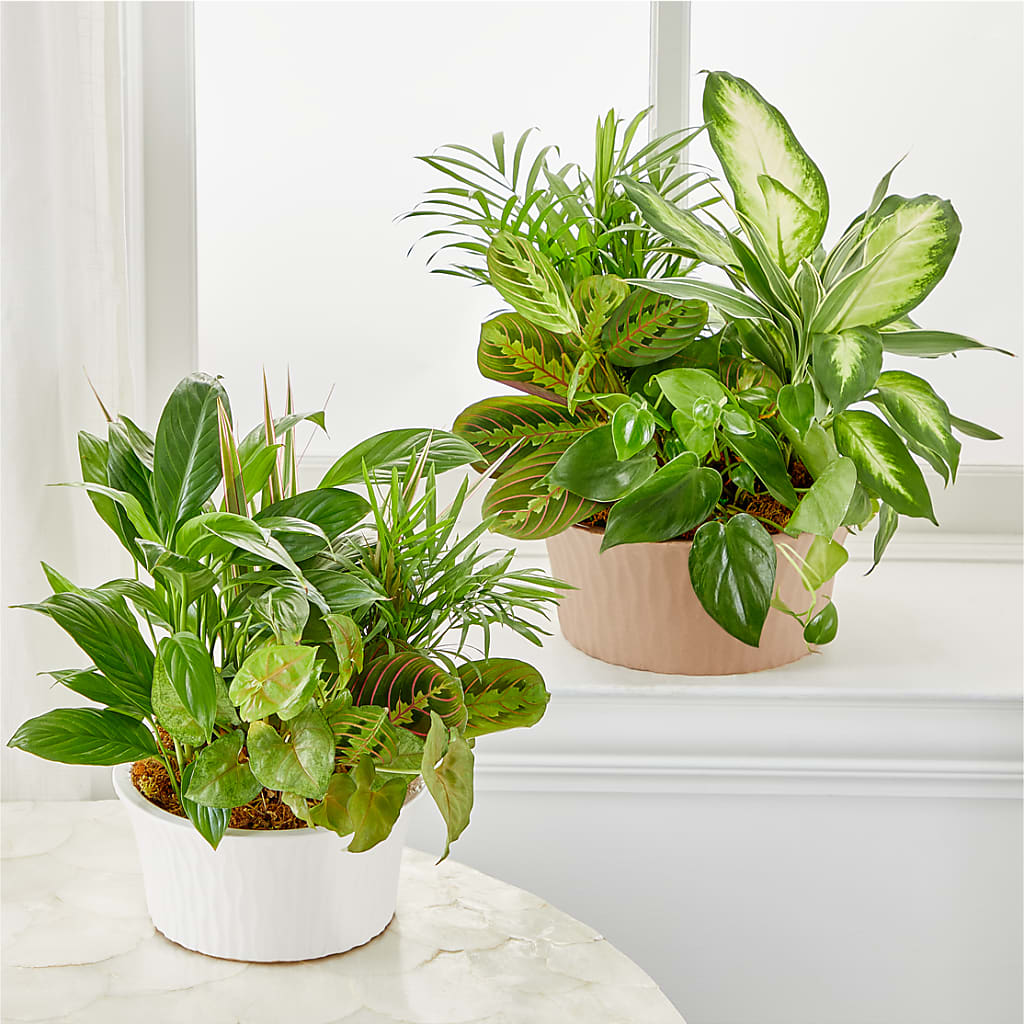 Balance & Harmony Dishgarden – DANIELLE'S FLORIST, Rockaway Park NY