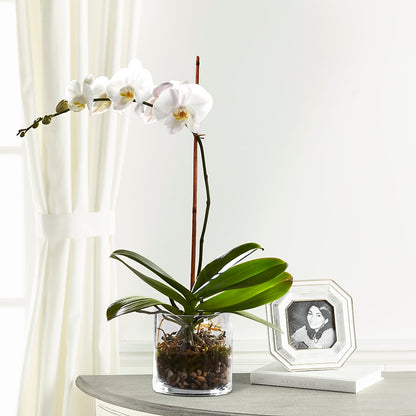 White Orchid Planter – DANIELLE'S FLORIST, Rockaway Park NY